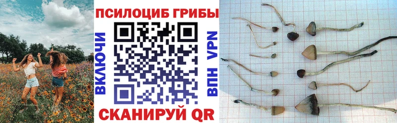 Галлюциногенные грибы Psilocybe  купить   Кувшиново 
